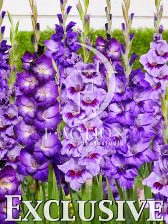 Passos and Purple and Big Girl Mixed