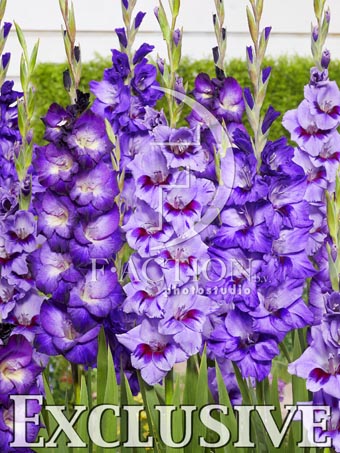 Passos and Purple and Big Girl Mixed - Image 2