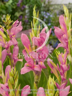 Pink Perfection