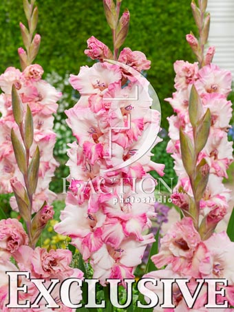 Cherry Candy - Image 3