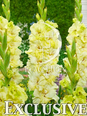 Happy Touch - Image 3