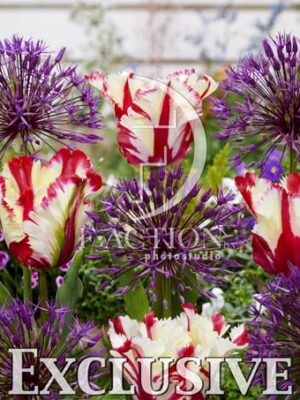 botanic stock photo Tulipa Flaming Parrot- Allium Purple Rain