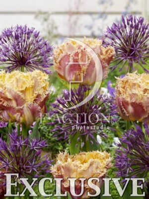 botanic stock photo Tulipa Esprit- Allium Purple Rain