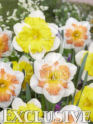 botanic stock photo Narcissus Sunset Tropical-C131