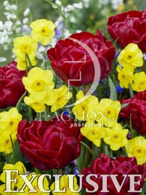 botanic stock photo Tulipa 09-39-Narcissus Kokopelli