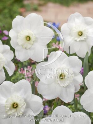 botanic stock photo Narcissus Piper's End