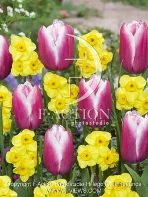 botanic stock photo Narcissus Kokopelli-Tulipa Kamaliya