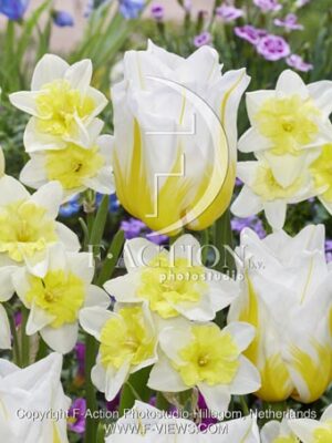 botanic stock photo Tulipa Flaming Agrass- Narcissus Prome Dance