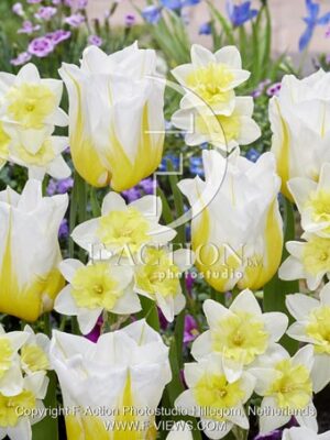 botanic stock photo Tulipa Flaming Agrass- Narcissus Prome Dance