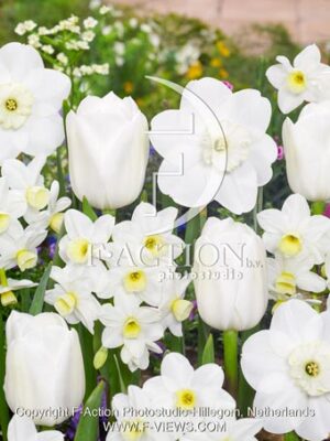 Royal Virgin Narcissus Pipers End-Silver-Chimes