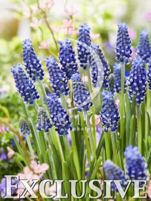 botanic stock photo Muscari Night Eyes
