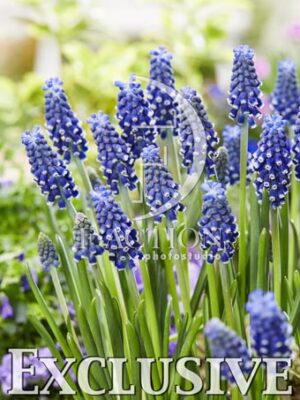 botanic stock photo Muscari Night Eyes