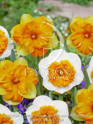 botanic stock photo Narcissus Mondragon-Amadeus Mozart
