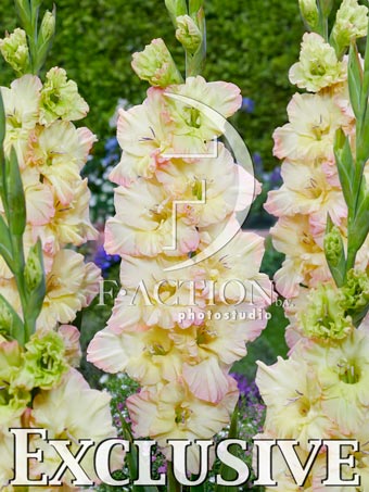 Yellow-Pink