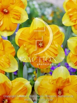 botanic stock photo Narcissus Mondragon