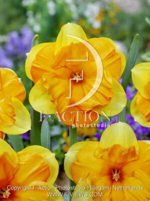 botanic stock photo Narcissus Mondragon