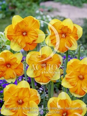 botanic stock photo Narcissus Mondragon