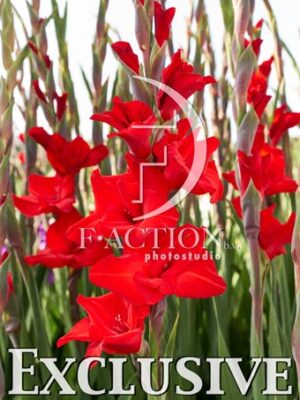 Red Balance