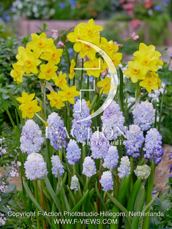 Narcissus Garden Opera and Muscari Double Beauty - Image 3