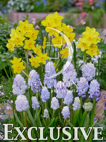 Narcissus Garden Opera and Muscari Double Beauty - Image 4