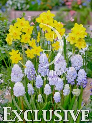 Narcissus Garden Opera and Muscari Double Beauty