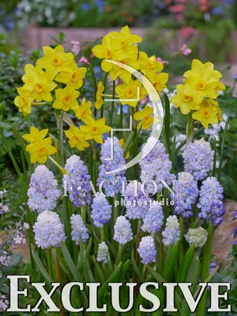 Narcissus Garden Opera and Muscari Double Beauty - Image 2