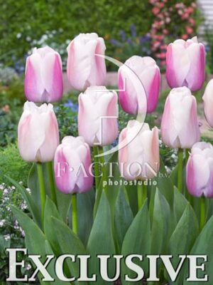 Darwin Hybride Pink Mixed