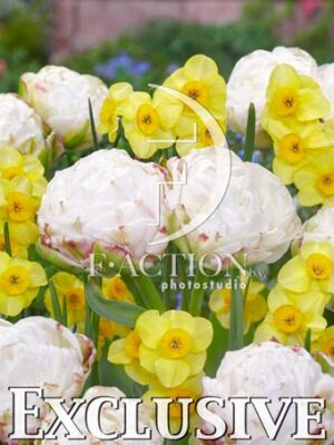 Tulipa Double Cotton Candy and Narcissus Kokopelli
