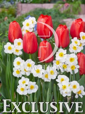 Tulipa Jack'O Lantern and Narcissus Geranium