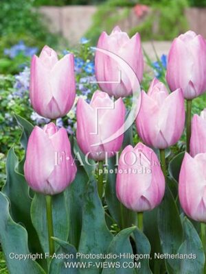 Pot Roze