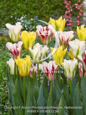 Viridiflora Mixed