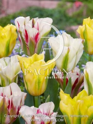 Viridiflora Mixed
