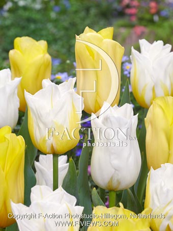 Mellow Yellow Mixed
