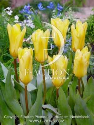 Yellow Empress