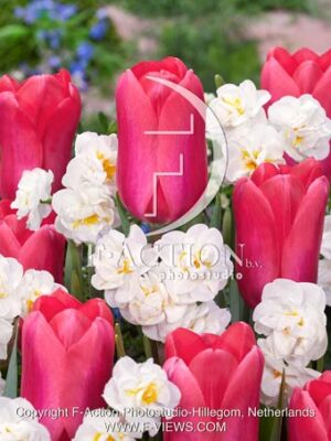 Cosmopolitan and Narcissus Bridal Crown