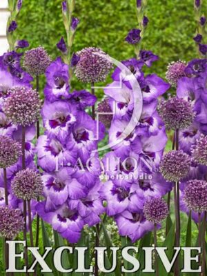 Vista and Allium Mixed