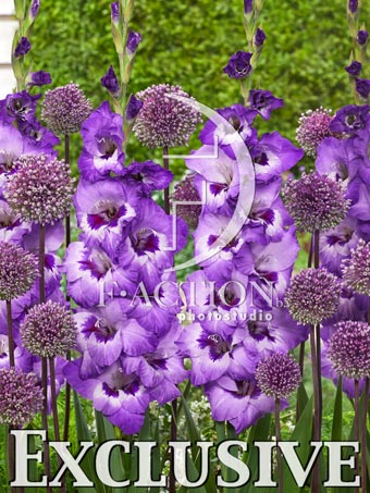Vista and Allium Mixed - Image 2