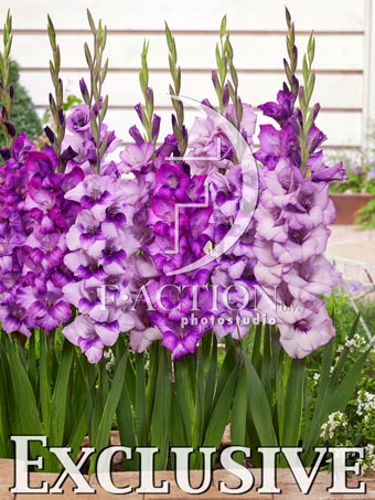 Purple Mixed