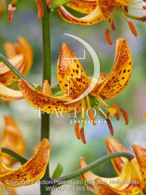 Lilium Sunny Morning