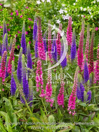 Ulster Dark-Blue and spicata Rotfuchs