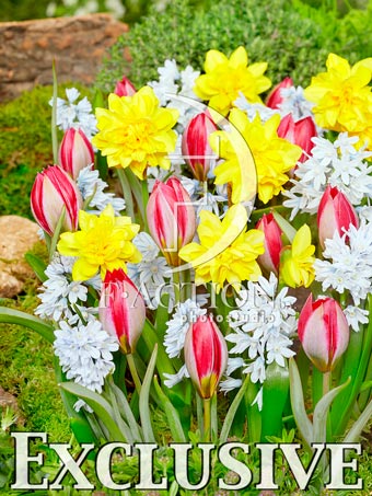 Red Beauty and Narcissus Boucle and Puschkinia Libanotica