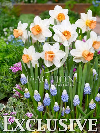 Iwona and Muscari Miss mountain