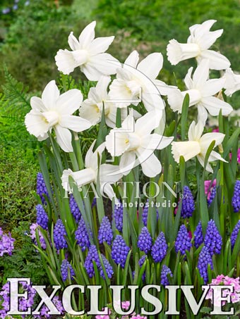 Lady Madonna and Muscari Armeniacum