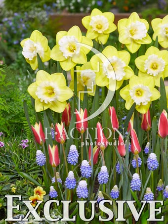 Mr Vain and Tulipa Tinka and Muscari Mountain Lady