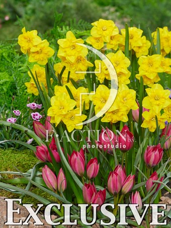 Yellow Parrot and Tulipa Little Beauty