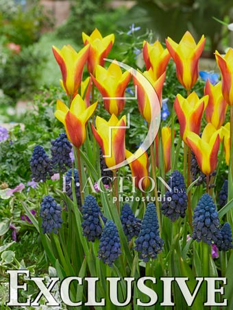 Crysantha and Muscari Paradoxum