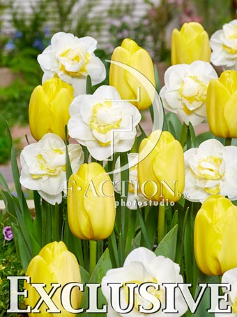 Novi Sun and Narcissus Salou
