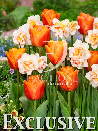 Orange Sherpa and Narcissus Sweet Ocean