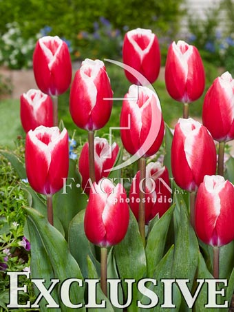 Peppermint Stick and Allium Cowannii - Afbeelding 2