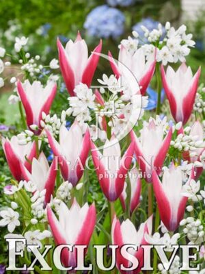 Peppermint Stick and Allium Cowannii